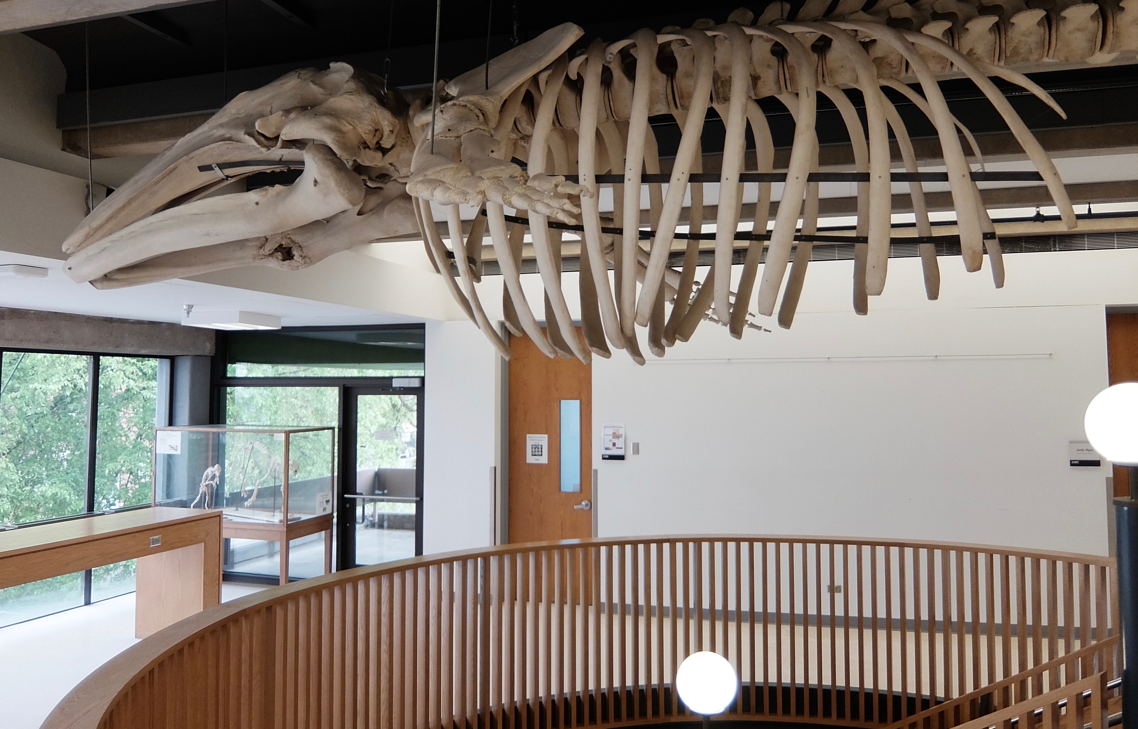 whale skeleton
