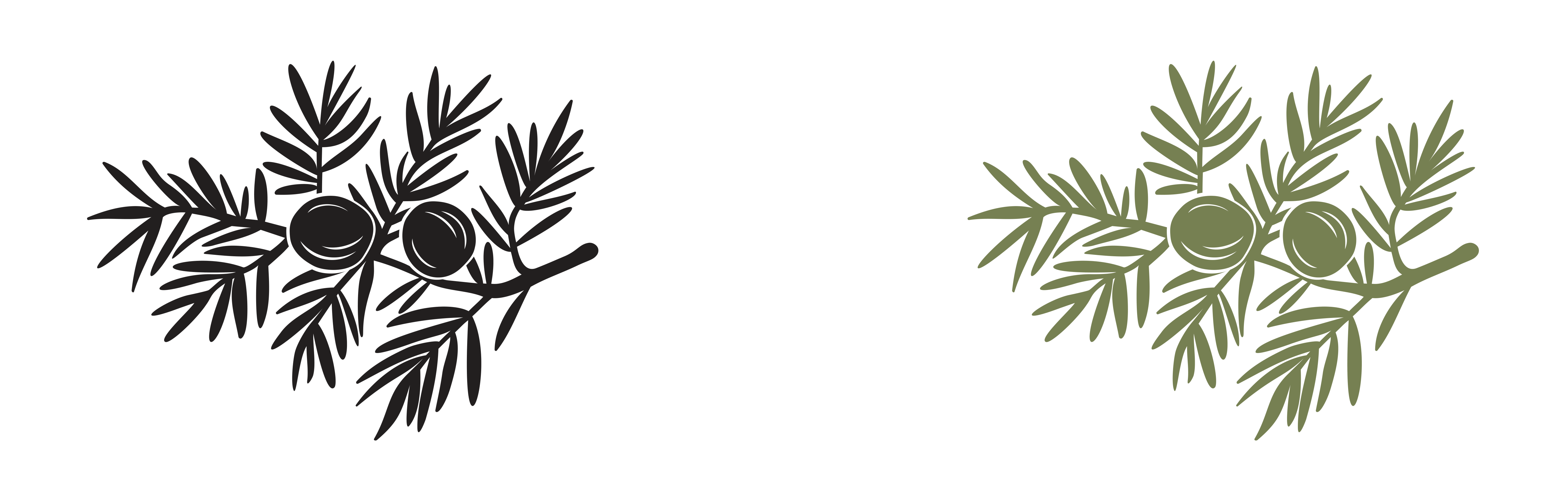 Graphic of two juniper branches and berries, one black one green