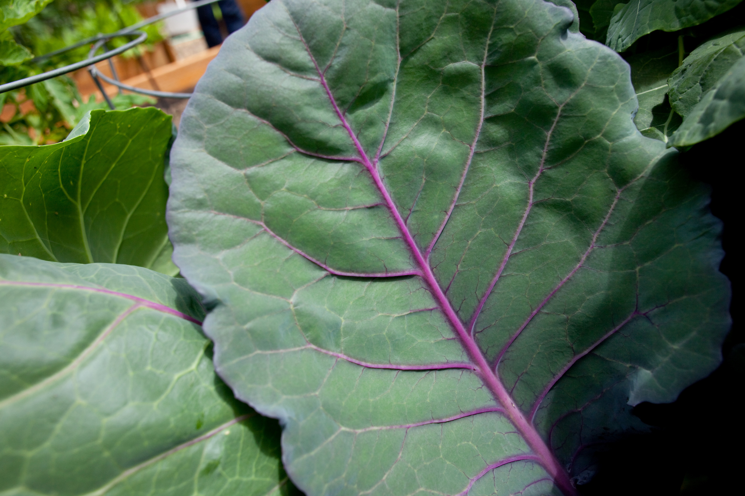 Big green leaf with pink veins