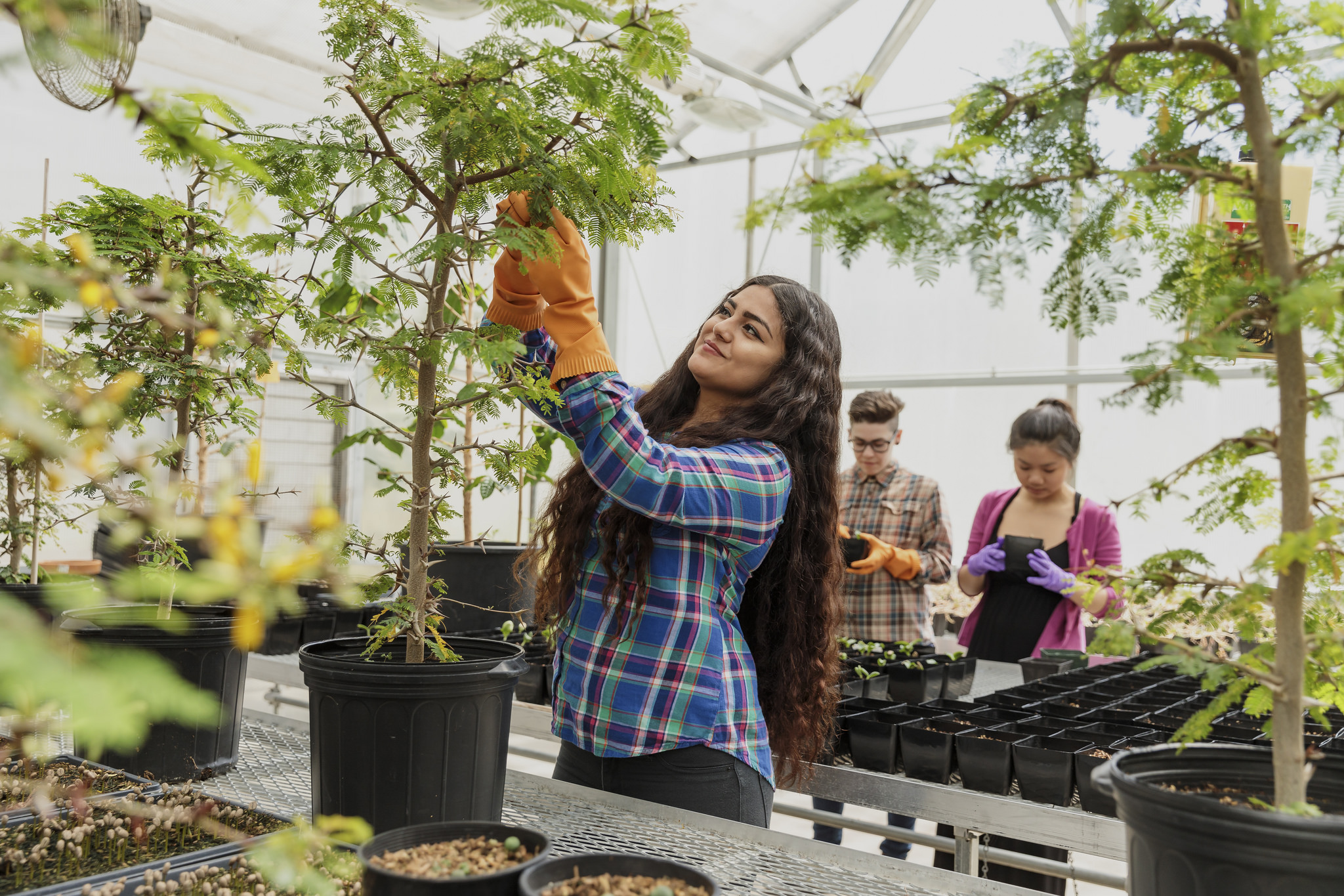 Student pruning tree in greenhouse